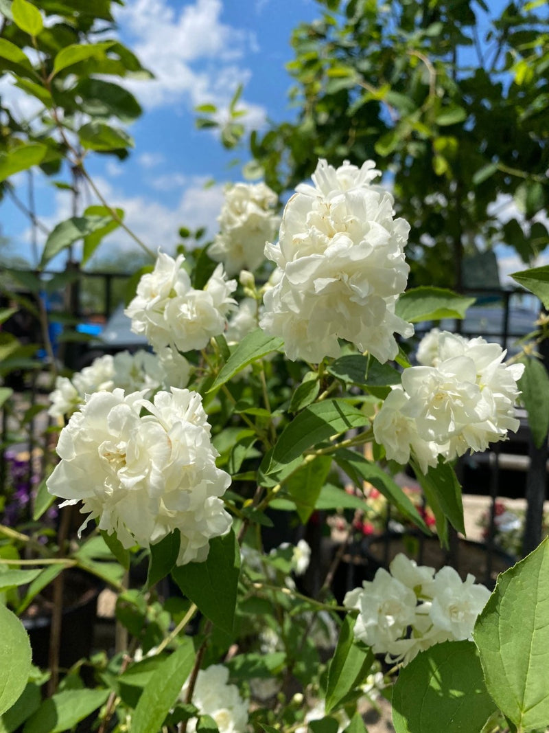 Philadelphus Bouquet Blanc 