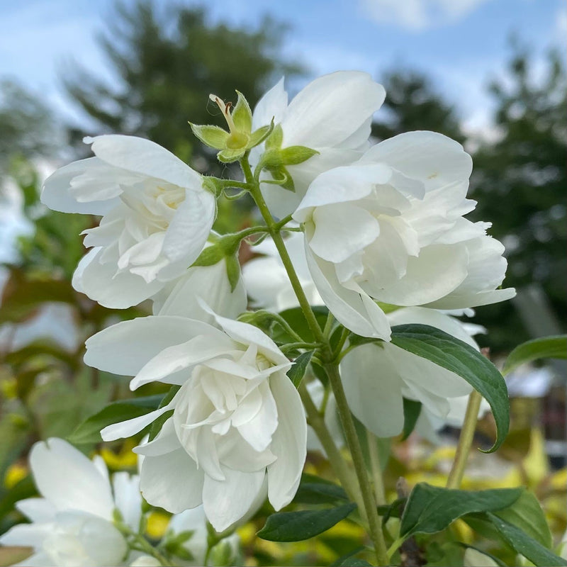 Philadelphus Snowbelle 