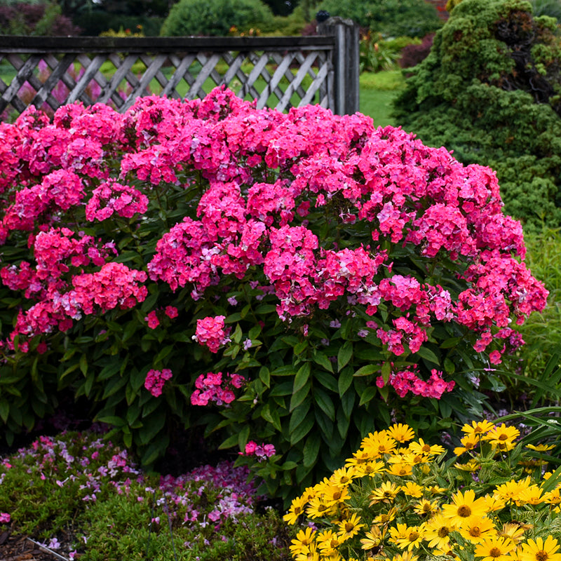 Phlox pan Glamour Girl 