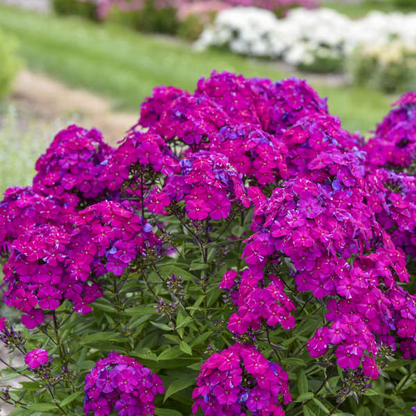 Phlox pan Ultraviolet PW