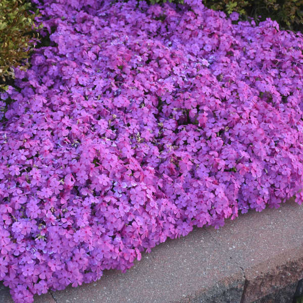 Phlox sub Drummond&