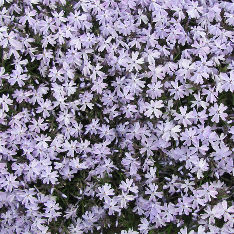 Phlox sub Emerald Blue 