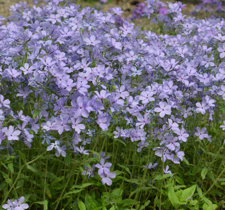 Phlox div Blue Moon 1 qt