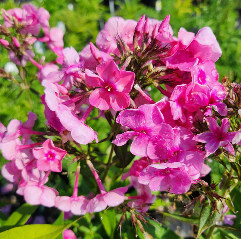 Phlox pan Bubblegum Pink 