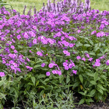 Phlox Cloudburst PW