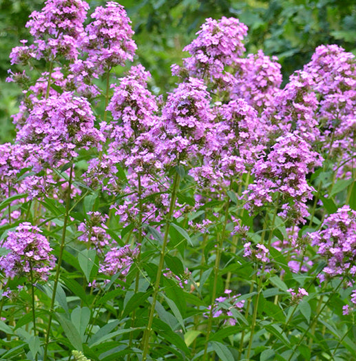 Phlox pan Jeana 