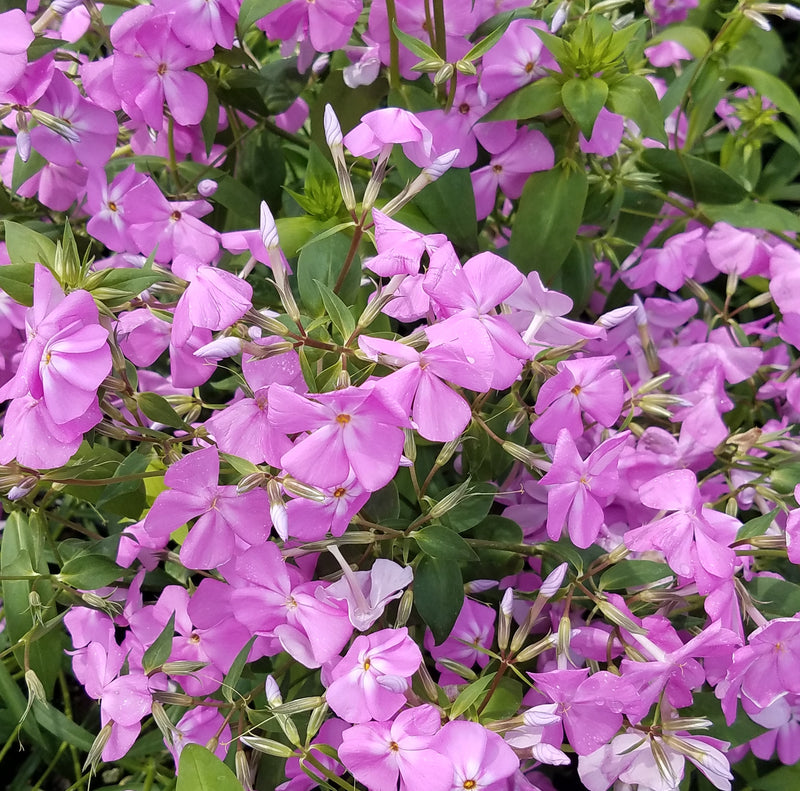 Phlox glaberrima Morris Berd 