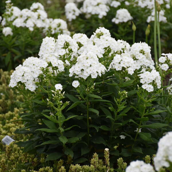 Phlox pan Backlight PW 