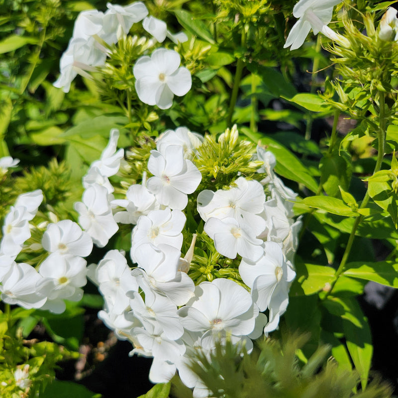 Phlox pan David 