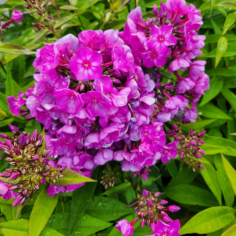 Phlox pan Grape Lollipop™ 