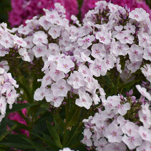 Phlox pan Party Girl 