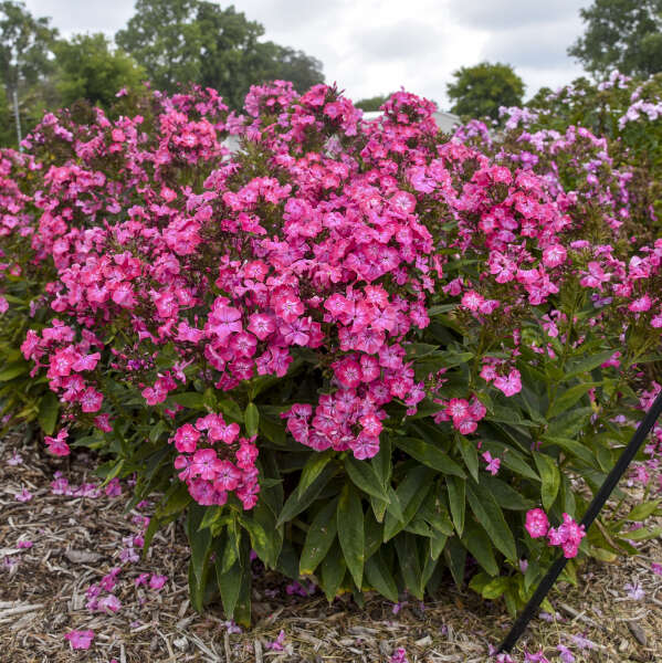 Phlox pan Pink Lightning PW