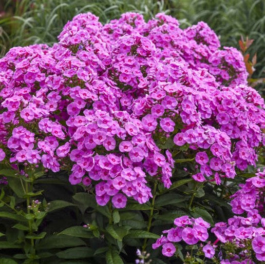 Phlox pan Prismatic Pink PW