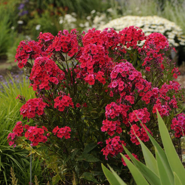 Phlox pan Red Riding Hood 