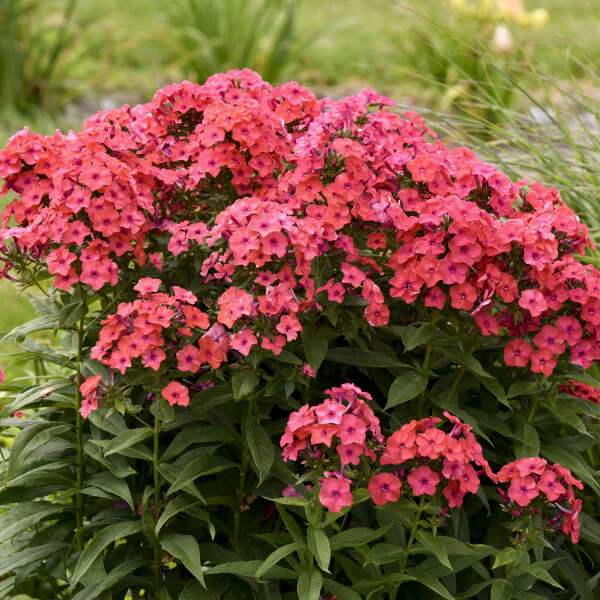 Phlox pan Sunset Coral PW
