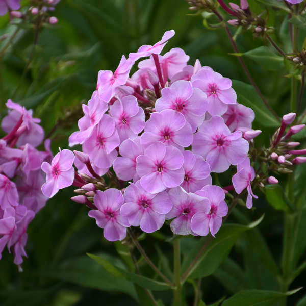 Phlox pan Uptown Girl 