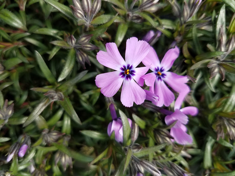 Phlox sub Purple Beauty 