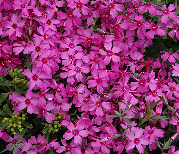 Phlox sub Red Wing 