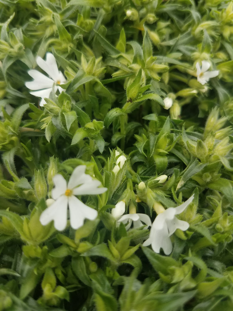 Phlox sub Spring White 1 qt