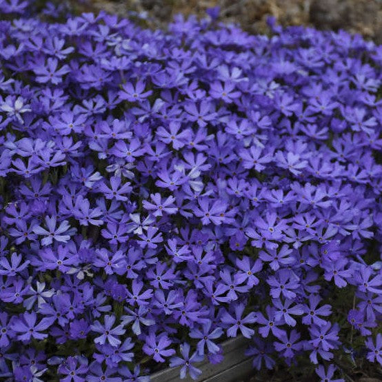 Phlox Violet Pinwheels 