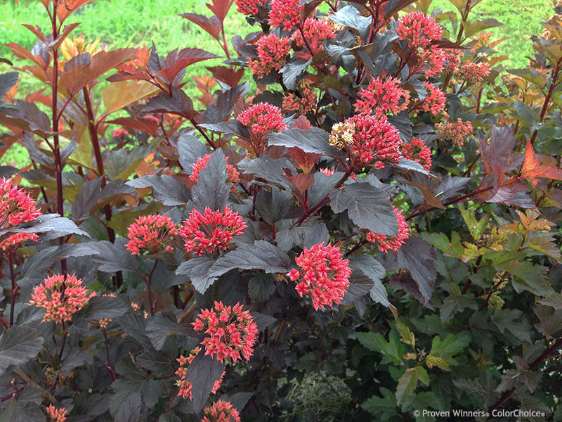 Physocarpus o Ginger Wine 