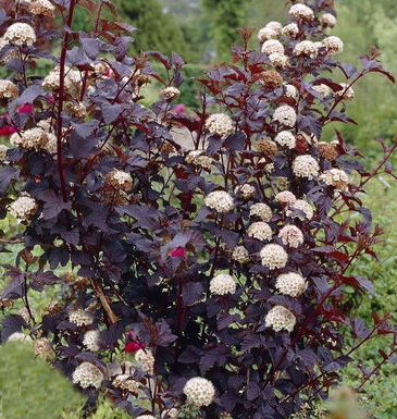 Physocarpus o Diabolo 