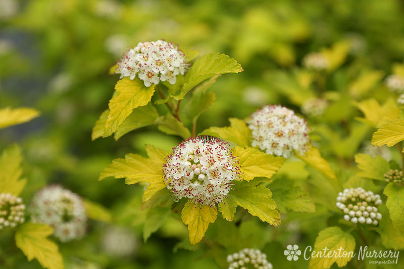 Physocarpus o Lemon Candy 