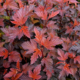 Physocarpus o Coppertina 