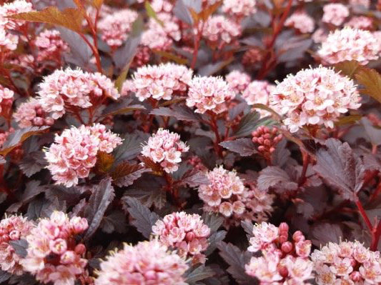 Physocarpus o Little Joker 