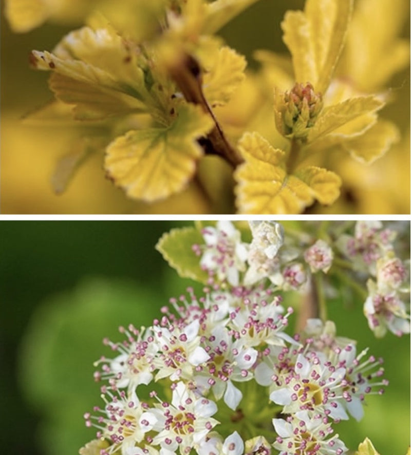 Physocarpus o Lucky Devil 