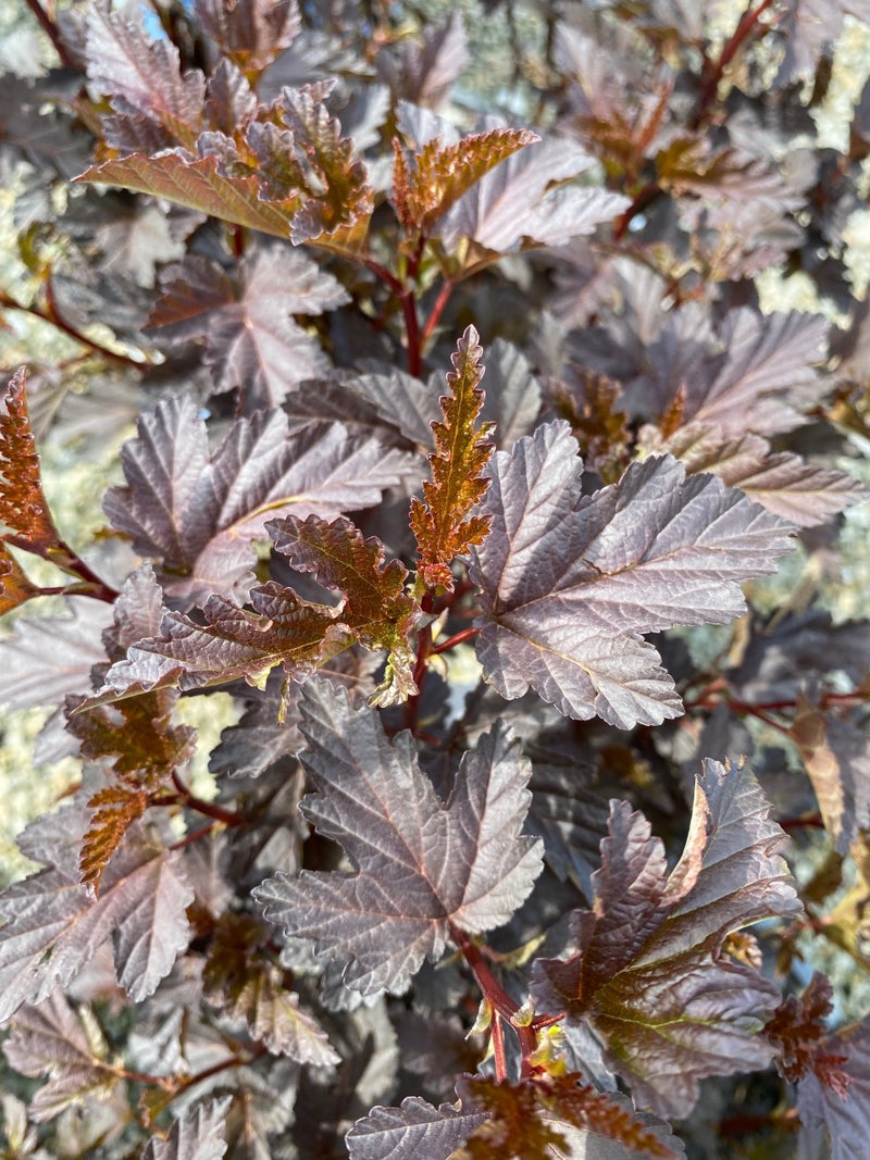 Physocarpus o Panther 