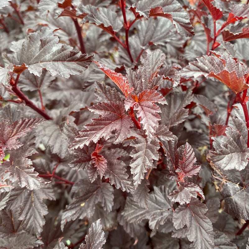 Physocarpus o Summer Wine Black 