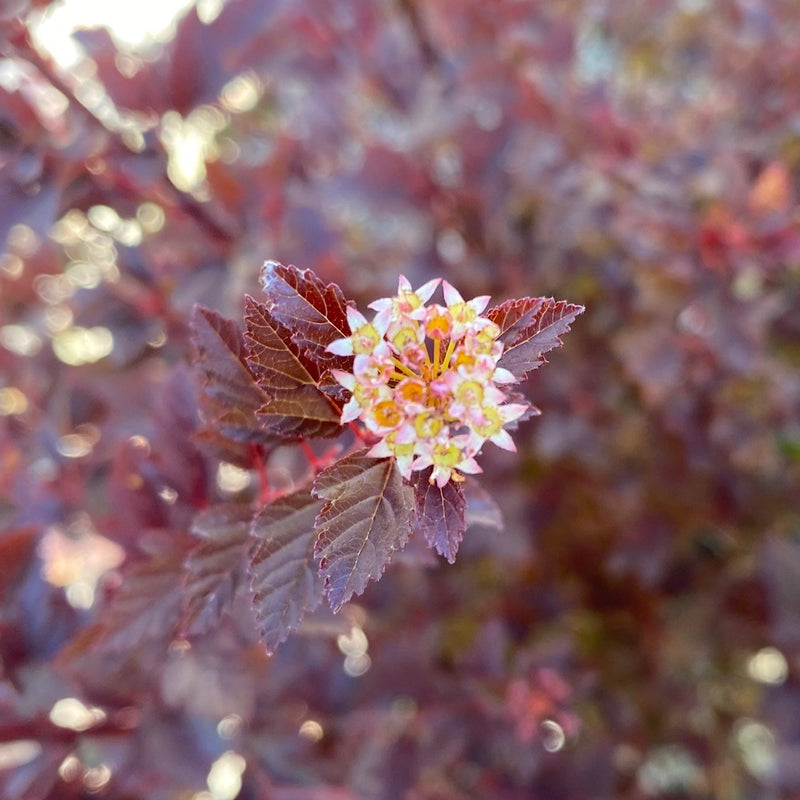 Physocarpus o Sweet Cherry Tea 