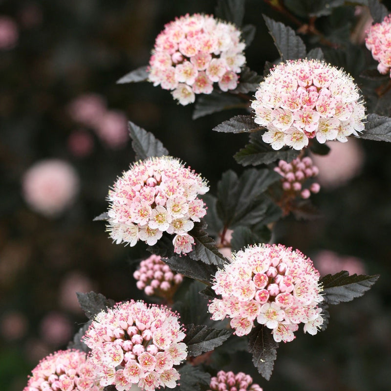 Physocarpus o Petite Plum 