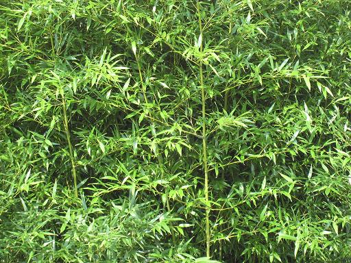 Bamboo-Phyllostachys bissetti 