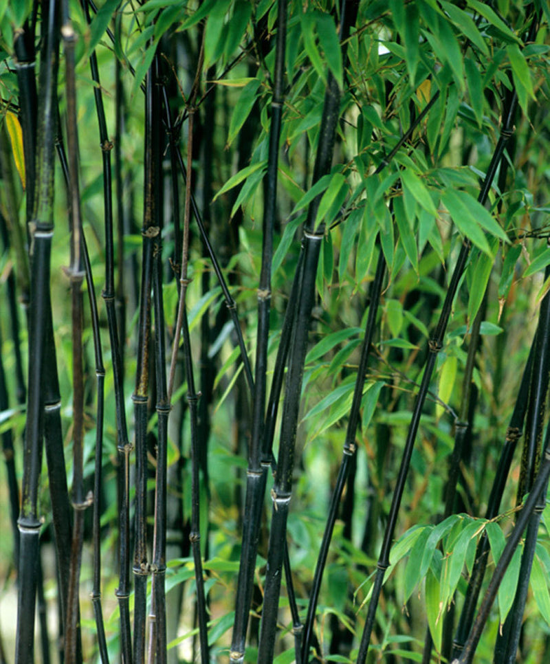 Bamboo-Phyllostachys Nigra 