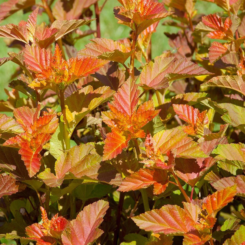 Physocarpus o Amber Jubilee 