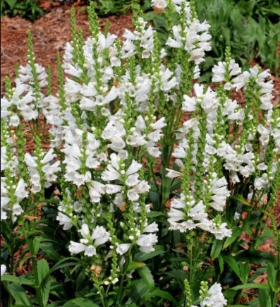 Physostegia Miss Manners 