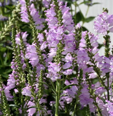 Physostegia Pink Manners 