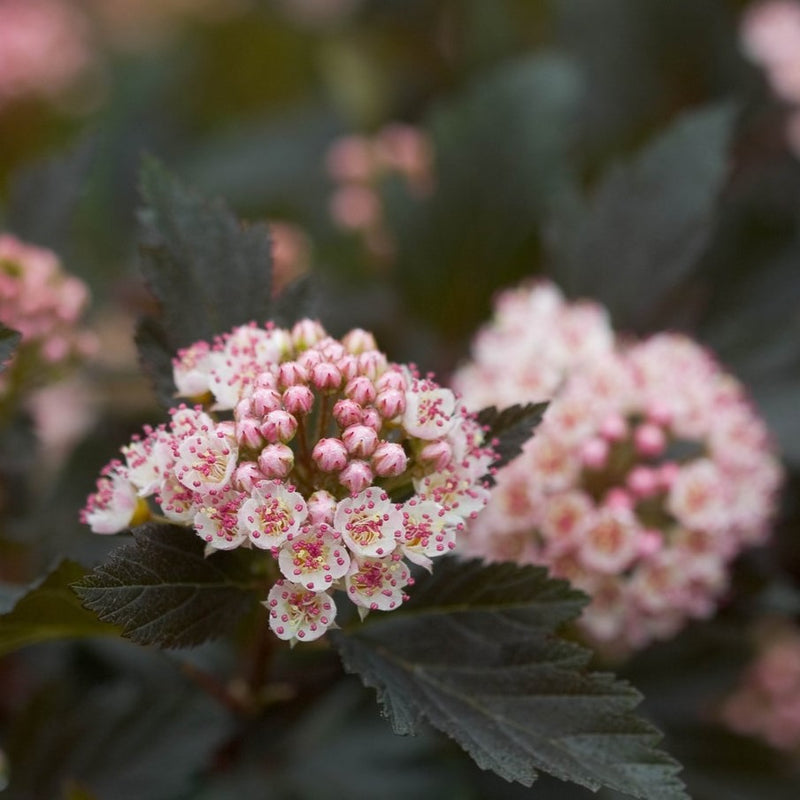 Physocarpus o Summer Wine 