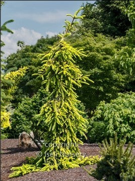 Picea abies Gold Drift 