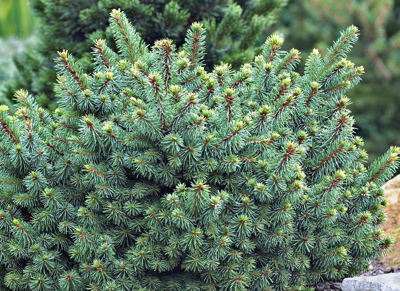 Picea abies Lanham&