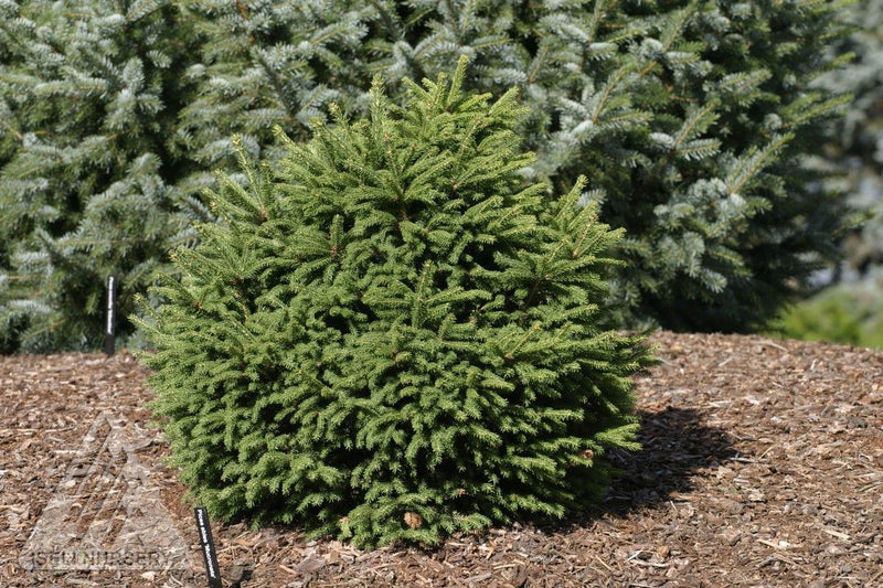 Picea abies Mucronata 