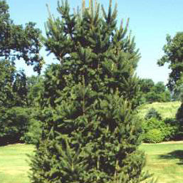 Picea abies cupressina 5&