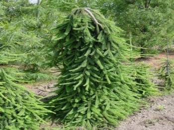 Picea abies Frohburg 