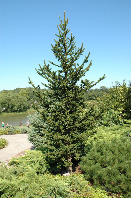Picea abies Hillside Upright 