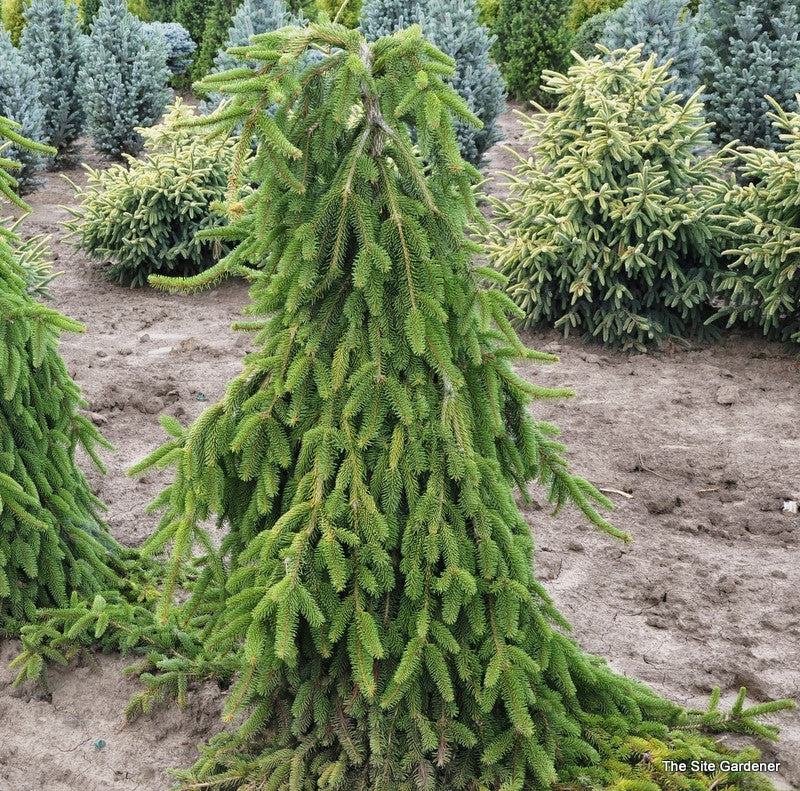 Picea abies Pendula 5&