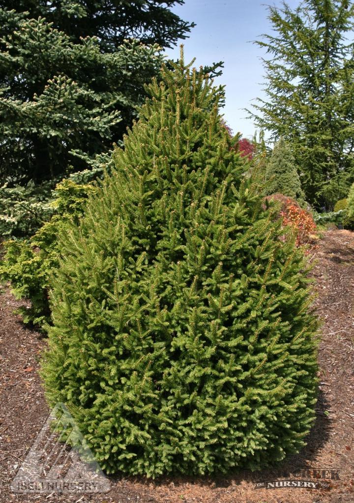 Picea abies Sherwood Compact 