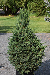 Picea glauca Little Dipper 