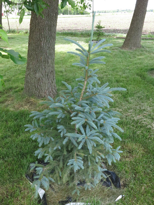 Picea glauca densata Whiskey Blue Hills 4&